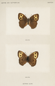 Wood-nymph Satyrus Alope from Moths and butterflies of the United States 1900 by Sherman F. Denton 1856-1937. 