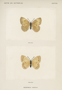 Eyed Brown Butterfly Neonympha Canthus from Moths and Butterflies of the United States 1900 by Sherman F. Denton 1856-1937. 