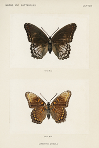 Red-spotted Purple Limenitis Ursula from Moths and butterflies of the United States 1900 by Sherman F. Denton 1856-1937. 