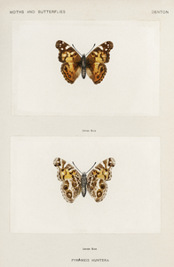 Pyrameis Huntera Brazilian painted lady from Moths and butterflies of the United States 1900 by Sherman F. Denton 1856-1937. 