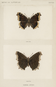 Mourning Cloak Vanessa Antiopa from Moths and butterflies of the United States 1900 by Sherman F. Denton 1856-1937. 