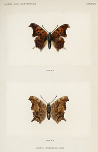 Question Mark Grapta Interrogationis from Moths and butterflies of the United States 1900 by Sherman F. Denton 1856-1937. 