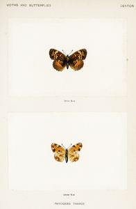 Pearl Crescent Phyciodes Tharos from Moths and butterflies of the United States 1900 by Sherman F. Denton 1856-1937. 