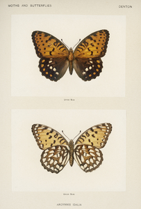 Regal Fritillary Argynnis Idalia from Moths and butterflies of the United States 1900 by Sherman F. Denton 1856-1937. 