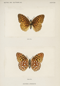 Aphrodite Fritillary Argynnis Aphrodite from Moths and butterflies of the United States 1900 by Sherman F. Denton 1856-1937. 