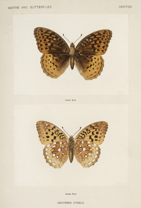 Great Spangled Fritillary Argynnis Cybele from Moths and butterflies of the United States 1900 by Sherman F. Denton 1856-1937. 