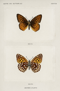 Atlantis Fritillary Argynnis Atlantis from Moths and butterflies of the United States 1900 by Sherman F. Denton 1856-1937. 