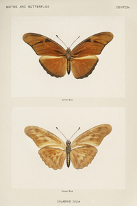 Julia butterfly Colaenis Julia from Moths and butterflies of the United States 1900 by Sherman F. Denton 1856-1937. 