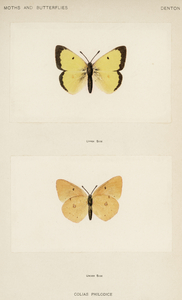 Clouded Sulphur Colias Philodice from Moths and butterflies of the United States 1900 by Sherman F. Denton 1856-1937. 
