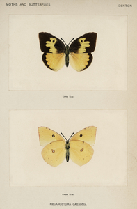 Southern Dogface Meganostoma Caesonia from Moths and butterflies of the United States 1900 by Sherman F. Denton 1856-1937. 