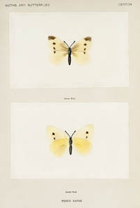 Small Cabbage White Pieris Rapae from Moths and butterflies of the United States 1900 by Sherman F. Denton 1856-1937. 