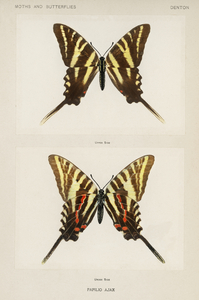 Papilio Ajax from Moths and butterflies of the United States 1900 by Sherman F. Denton 1856-1937. 