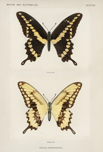 Giant Swallowtail Papilio Cresphontes from Moths and butterflies of the United States 1900 by Sherman F. Denton 1856-1937. 