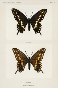 Black Swallowtail Papilio Asterias from Moths and butterflies of the United States 1900 by Sherman F. Denton 1856-1937. 