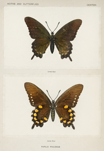 Blue Swallowtail Papilio Philenor from Moths and butterflies of the United States 1900 by Sherman F. Denton 1856-1937. 