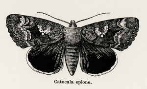 Epione Underwing Catocala epione from Moths and butterflies of the United States 1900 by Sherman F. Denton 1856-1937. 