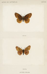 Meadow Fritillary Argynnis Bellona from Moths and butterflies of the United States 1900 by Sherman F. Denton 1856-1937. 