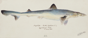 Antique fish galeorhinus galeus requiem shark South Pacific Fishes by Frank Edward Clarke 1849-1899. 