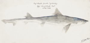 Antique fish mustelus antarcticus dogfish South Pacific Fishes by Frank Edward Clarke 1849-1899. 
