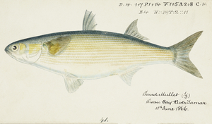 Antique fish myxus elongatus sand mullet South Pacific Fishes by Frank Edward Clarke 1849-1899. 