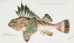 Antique fish neosebastes scorpaenoides ruddy gurnard perch South Pacific Fishes by Frank Edward Clarke 1849-1899. 