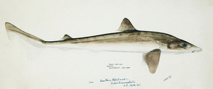 Antique fish Requiem Shark South Pacific Fishes by Frank Edward Clarke 1849-1899. 