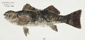 Antique fish aplodactylus arctidens marblefish keke South Pacific Fishes by Frank Edward Clarke 1849-1899. 