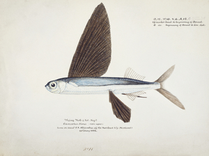 Antique Flyfish South Pacific Fishes by Frank Edward Clarke 1849-1899. 