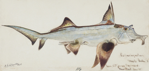 Antique fish callorhynchus milii elephant fish South Pacific Fishes by Frank Edward Clarke 1849-1899. 