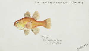Antique fish vincentia conspera southern cardinalfish South Pacific Fishes by Frank Edward Clarke 1849-1899. 