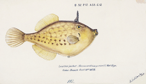 Antique fish Pseudomonacanthus peroni South Pacific Fishes by Frank Edward Clarke 1849-1899. 