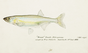 Antique fish Retropinna Retropinna South Pacific Fishes by Frank Edward Clarke 1849-1899. 