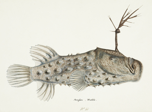Antique Prickly anglerfish South Pacific Fishes by Frank Edward Clarke 1849-1899. 