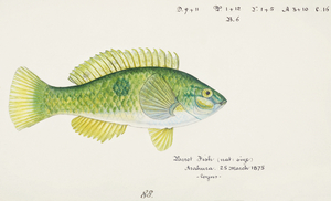 Antique fish Wrasse South Pacific Fishes by Frank Edward Clarke 1849-1899. 