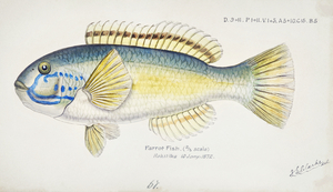 Antique fish Possibly Notolabrus sp NZ : Wrasse South Pacific Fishes by Frank Edward Clarke 1849-1899. 