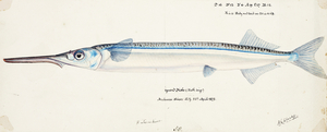 Antique fish Hyporhamphus Melanochir South Pacific Fishes by Frank Edward Clarke 1849-1899. 