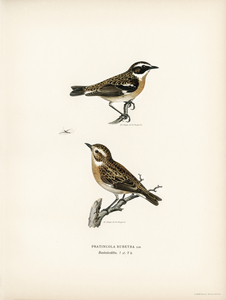 Whinchat 1♀ 2♂ Pratincola rubetra