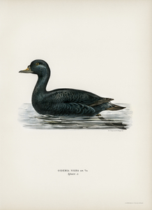 Somateria mollissima