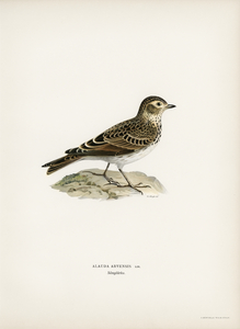 Eurasian skylark Alauda arvensis