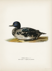 Black scoter male Oidemia nigra