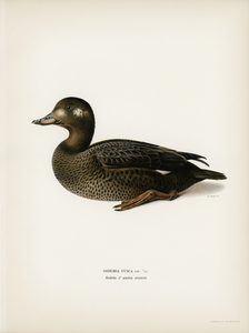 Velvet Scoter male Oidemia fusca