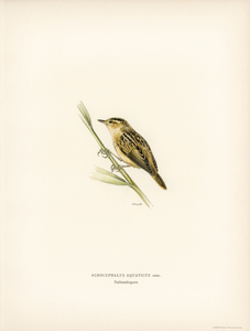 Aquatic warbler Acrocephalus aquaticus
