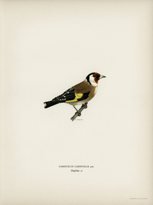 European Goldfinch Carduelis carduelis