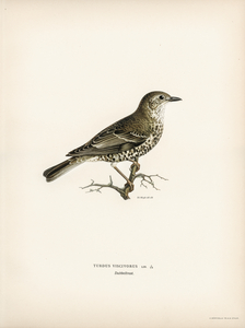 Somateria mollissima