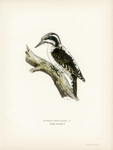 Three-toed woodpecker Picoides Tridactylus