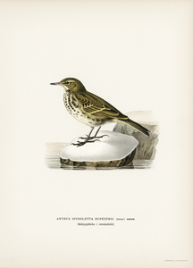 Water pipit Anthus spinoletta rupestris
