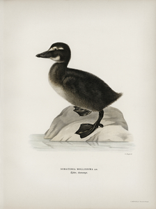 Somateria mollissima