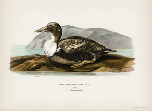Eider Somateria mollissima