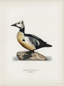 Eniconetta stelleri ♂