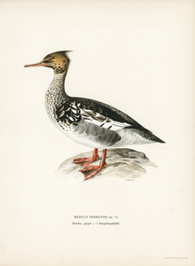 Mergus serrator